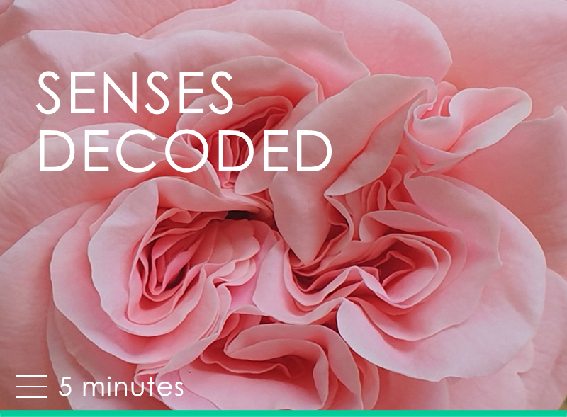 Senses Decoded